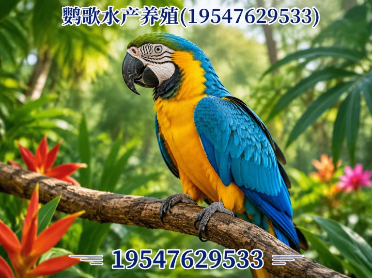 大邑县合规鹦鹉养殖展示图