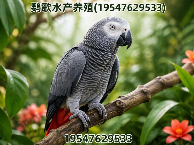 大邑县非洲灰鹦鹉展示图